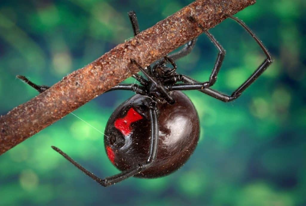 female black widow spider