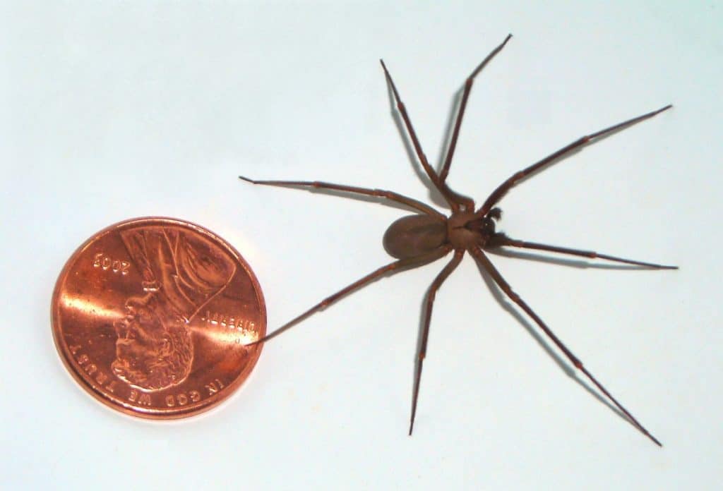 brown recluse spider by penny