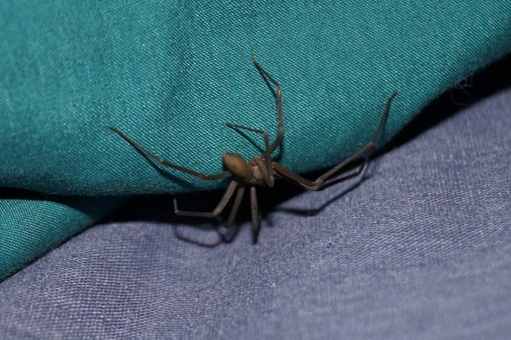 brown recluse on blue jean cloth