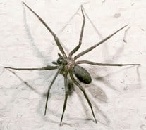 brown recluse spider