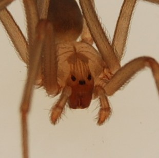 close up brown recluse spider