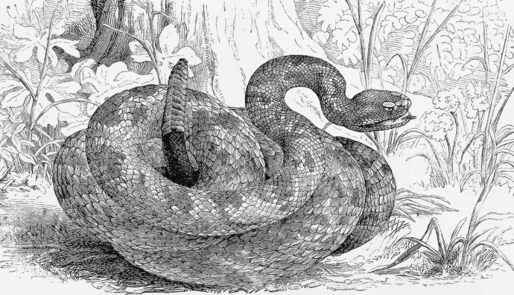 pencil sketch of coiled rattlesnake