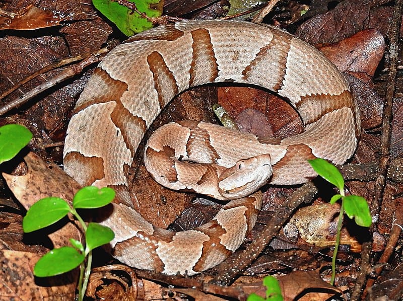 light colored copperhead