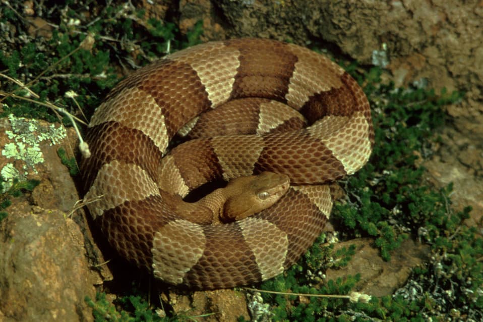 classic copperhead snake