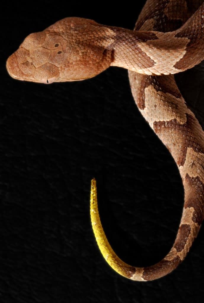 young yellow tail copperhead