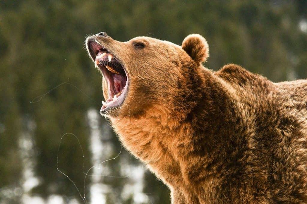 Grizzly bear roaring